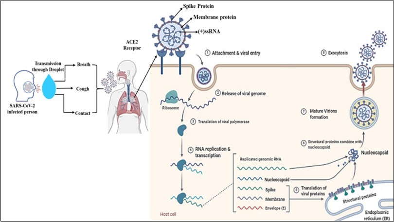 SARS-CoV-2 transmission, entry life cycle in host cells.  Spike (S) proteins of SARS-CoV-2 are attached to receptors (ACE2) on the target cell membrane's surface through the endosomal pathway. After entry of the virus, the viral ssRNA unveiled in the host cell. After ACE2 receptor binding and fusion, virus-specific RNA and proteins are synthesized in the cytoplasm.  After the virus's entry into the host cell, the viral genome is transcribed, and viral proteins are synthesized. Viral nucleocapsids,                    assembled at the cell membrane and genomic RNA, are incorporated as mature               particle forms by budding into the endoplasmic reticulum's lumen. The mature virions are then released through the exocytosis process.