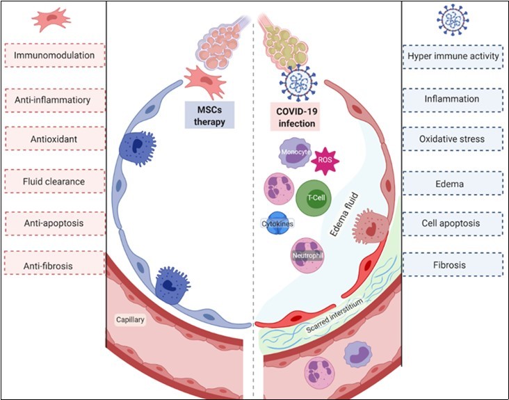 The expected outcome from stem cells and its derivatives                 transplantation to COVID 19 patients.