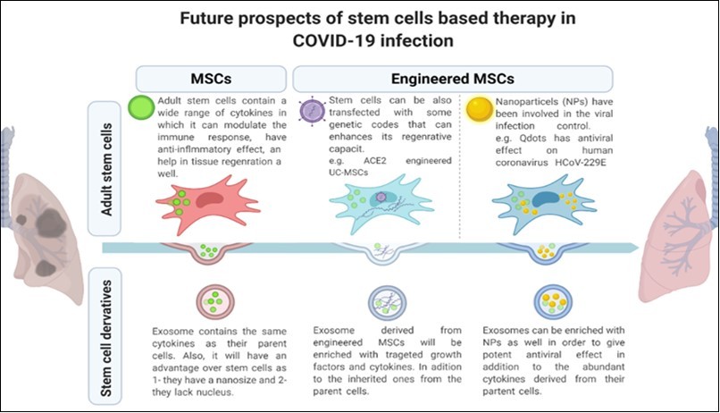 Future directions to control COVID-19 transmission. 1- Adult stem cells (the upper raw), including MSCs, have proved to be effective in promoting the recovery of COVID-19 patients. Also, as per the available data, we propose engineering MSCs either by genetic engineering in which we can direct MSCs to produce specific growth factors or loading MSCs with NPs (known to have an antiviral capacity). 2- Exosome (the lower raw), since exosome proved to have similar potential as their parent cells. Then                  exosomes derived from the naïve MSCs, genetically engineered MSCs, or NPs engineered MSCs can be involved in the therapeutic protocol as well with higher efficiency.
