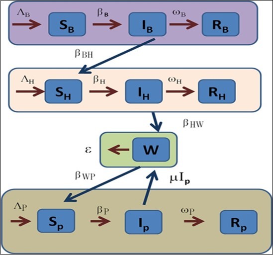 The Flowchart of the model proposed in this paper. The infection source is shown in violet color and it is a bats population, represented with B subscript. The host region is pink and depicted with the H subscript (some bioinformatics studies indicated that could be          pangolin population 8). The Reservoir (green region) was the Seafood Market in Wuhan, and now is any region in the world. Finally, the human people are the last section and identified with the P subscript.
