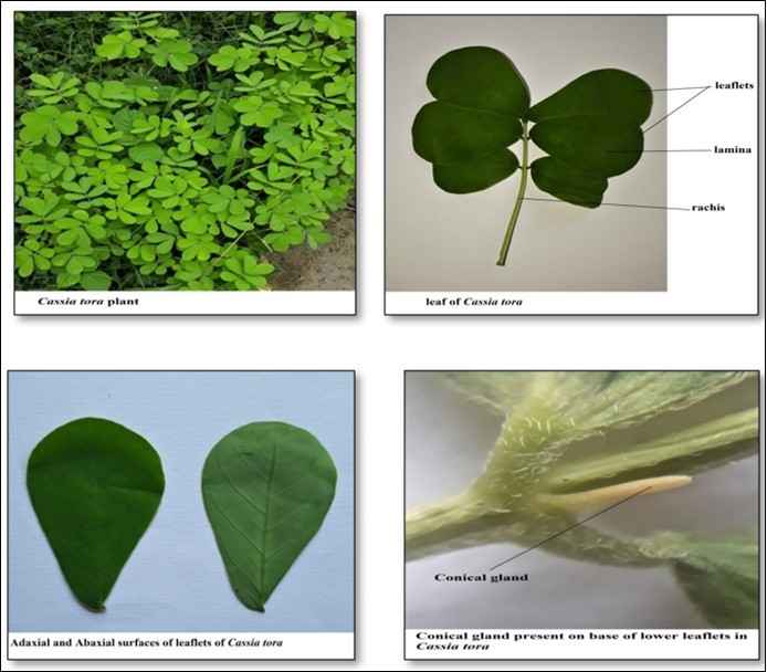 a. Cassia tora plant b. leaf of Cassia tora c. leaflets showing adaxial and abaxial              surfaces d. conical gland present on base of lower leaflets