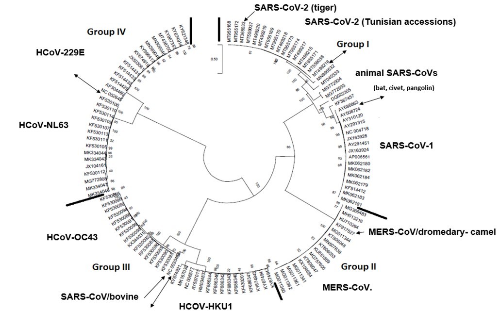 The circle form of a phylogenetic tree produced by the maximum likelihood algorithm under assumption of the general-time reversible (GTR) substitution model coupled to a discrete gamma distribution (+G) option of MEGAX software 15. Four major groups were delineated. The numbers above the branches indicate the bootstrap confidence value. The scale bar shows the number of substitution per nucleotide. Thick black lines indicate the demarcation line between  phylogenetic groups. Double headed-arrows show the demarcation line between coronavirus species groups. Single headed-arrows represent the animal coronavirus species having shifted and integrated the human coronavirus phylogroups.