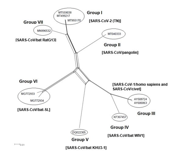 NeighborNet for 11 sequences of spike glycoprotein-coding gene of assembled             coronaviruses lineages of SARS-CoV-1, SARS-CoV-2, and animal SARS-CoVs belonging to              cluster I (subgroup III). The networked relationships indicate the presence of reticulate events. Boxes imply likelihood of recombination. The phylogenetic network constructed, using SplitsTree4 software, delineated seven distinct clusters. The scale bar shows the number of substitution per nucleotide.