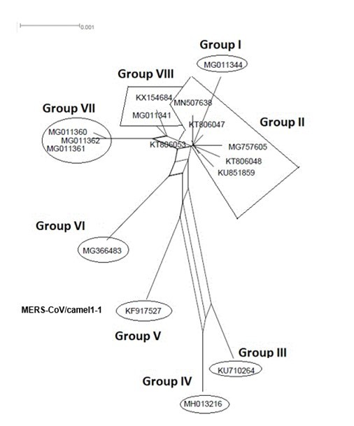 NeighborNet for 16 sequences of spike glycoprotein-coding gene of coronaviruses lineages of MERS/CoV belonging to cluster II. The networked relationships indicate the              presence of reticulate events. Boxes imply likelihood of recombination. The phylogenetic network, constructed, using SplitsTree4 software, delineated eight distinct clusters. The scale bar shows the number of substitution per nucleotide.