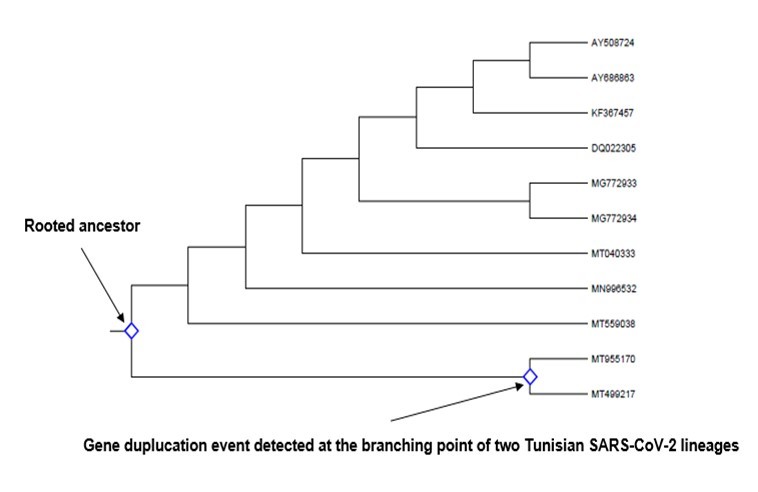Cladogram depicting gene duplication events in the rooted ancestor as well as in the node of two               Tunisian SARS-CoV-2 lineages (shown by two arrows). Identification was done by searching for all branching points in the topology with at least one species that is present in both subtrees of the branching point. An unrooted gene tree was used for the analysis such that the search for duplication events was performed by  finding the placement of the root on a branch or branches that produced the minimum number of duplication events. Evolutionary analyses were conducted in MEGA-X.