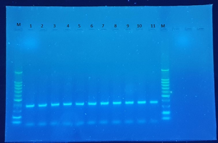 PCR of the VHH gene from plasmid DNA of transformation. 11 of them are indicated as PCR positive.