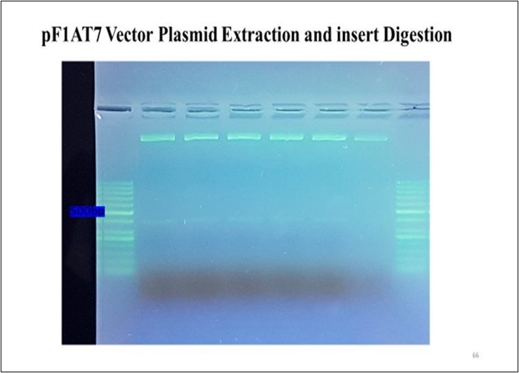 Plasmid extraction and vector insert digestion.