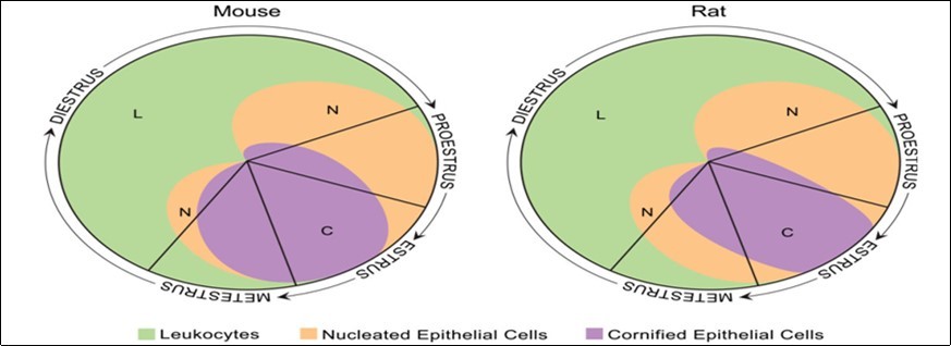 Relative proportion of the different types of cells present in a vaginal smear of rat and mouse 12.