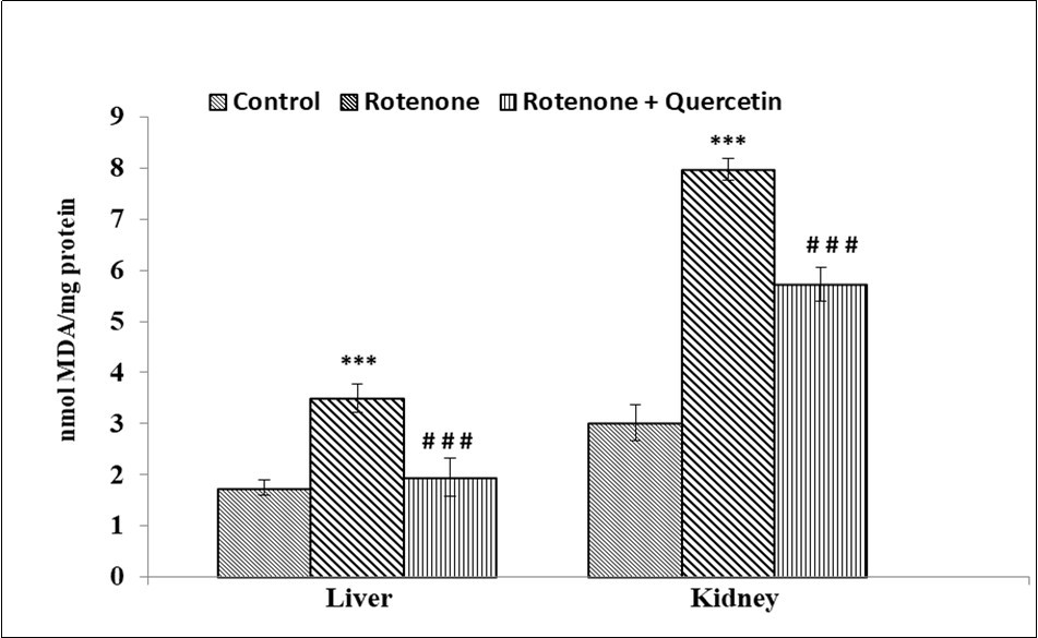 Effect of rotenone and co-treatment of rotenone and quercetin  on  lipid peroxidation in liver and kidney of mice. The results were expressed as mean±SE (n=04). ***p<0.001) Significantly differs from control group, ###(p<0.001)                 Significantly differs from rotenone treated group.