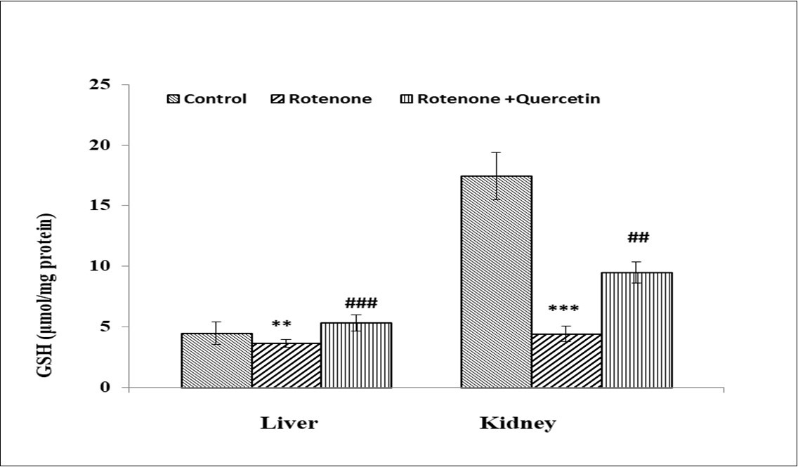 Effect of rotenone and co-treatment of rotenone and quercetin on reduced glutathione in liver and kidney of mice. The results were expressed as mean±SE (n=04). **(p<0.01) Significantly differs from control group, (##p<0.01, ###p<0.001) Significantly differs from rotenone treated group.