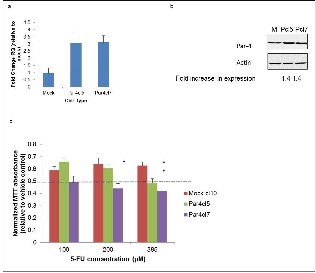 Overexpression of Par-4 increases susceptibility of metastatic SW620 cells to 5-FU. SW620 colorectal cancer cells were transfected either with a plasmid vector containing a human Par-4 construct or an empty vector (mock). a) Par-4 mRNA expression was assessed in mock-(M) and Par-4-transfected (Pcl5 and Pcl7) cells by RT-PCR analysis. The bars in the graph reflect the fold upregulation of Par-4 mRNA expression in Par-4-transfected cells over the expression in mock-transfected cells. Data shown are means + SE of three biological replicates. b)  Western blot analyses were performed to assess Par-4 protein expression in mock- and Par-4-transfected cells. The intensities of the Par-4 bands were normalized against the respective intensities of the bands for the loading control, actin, to calculate the -fold increase in expression. c) The susceptibility of mock- and Par-4 transfected SW620 cells to the chemotherapeutic agent 5-FU was assayed by MTT. Cells were treated with either the vehicle control (DMSO) or with the indicated concentrations of 5-FU for 48 hours. The bars in the graph reflect the absorbance readings of the 5-FU-treated cells normalized against those of the vehicle-treated cells. Data shown are means + SE of at least three biological replicates.