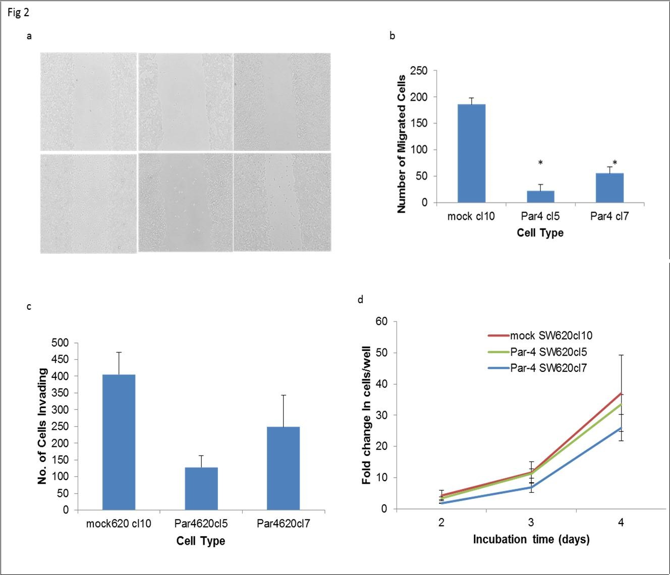 Par-4 overexpression inhibits metastatic processes in SW620 cells. a) Scratch assays were performed to compare the ability of mock- and Par-4 transfected cells to migrate in 24 hours. The lines are drawn to indicate the boundaries of the scratch made at the 0 hour timepoint. b) The number of cells that migrated into the scratch area after 24 hours were graphed. Data shown are means + SE of at least two biological replicates and a total of six scratch areas were imaged. c) Mock- and Par-4 transfected cells were cultured in low-serum (0.1%) media in Matrigel-coated inserts to assess invasive capability. The bars in the graphs reflect the number of cells that invaded through the insert after 72 hours. Data shown are means + SE of at least 5 biological replicates. d) Cell proliferation was assessed by counting viable cells in trypan blue assays. Data shown are means ± SE of at least two replicates.