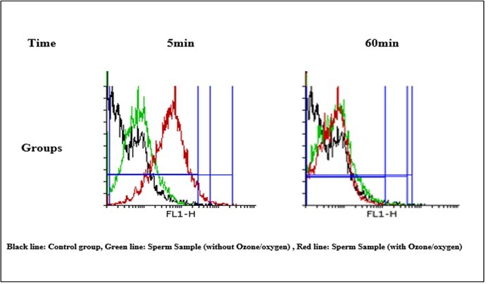The effect of O2/O3 on the mitochondrial membrane potential (MMP) in sperm mitochondria. MMP was    measured by rhodamine 123 as described in Materials and methods. A) The effect of O2/O3 (5μg/ml) on the mitochondrial membrane potential in Sperm mitochondria. Values represented as mean ± SD (n=5). *P > 0.05; **P > 0.01; *** P> 0.001, **** P> 0.0001compared to control mitochondria MMP was determined through flow cytometry using Rh123 as described in Materials and methods. FL1: the fluorescence intensity of Rh123.