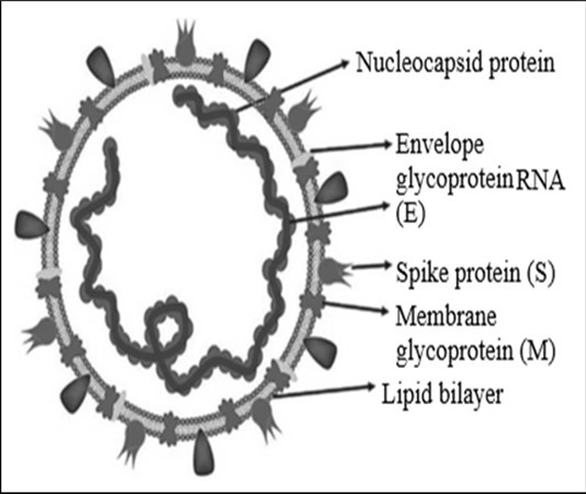 Human Coronavirus – Structure (Source ncbi.nih.gov bhoopti etall)