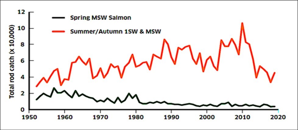 Total reported rod catches in Scotland from1952 to 2020, as presented by the Scottish                            Government, available as: salmon-fishery-statistics-2020-season.pdf, on the website https://www.gov.scot. The annual rod catches generally increased over the period 1952-2010, but then showed a decline. ISW are one-sea-winter salmon, whereas MSW are multi-sea-winter salmon.