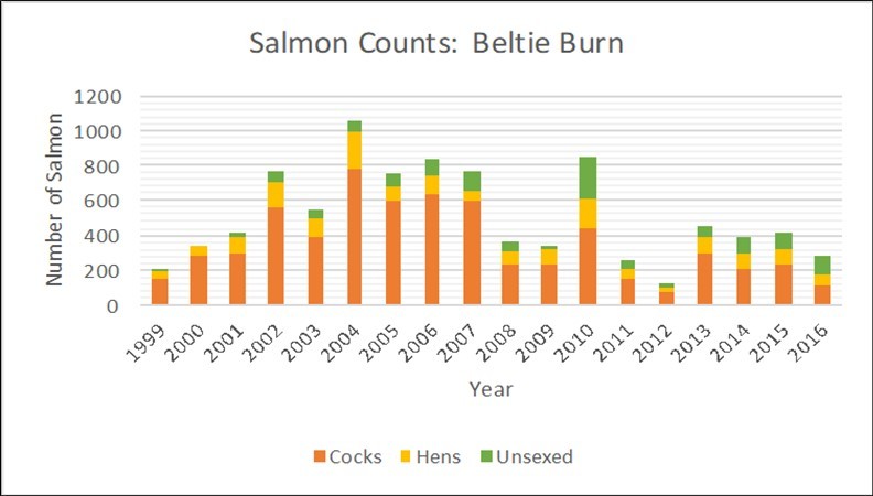 Numbers of salmon moving upstream into the Beltie Burn, data from the Middle Dee Project optical fish counter 9 54.