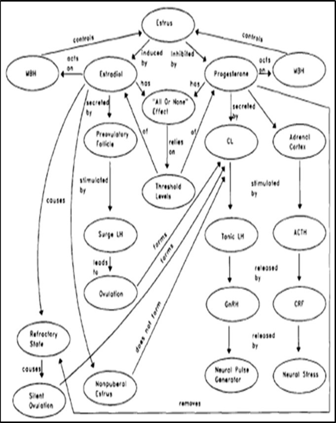 Concept map of estrus in dairy cattle. MBH=Medical basal hypochamismus, CL= corpus luteum and CRF= cortiocotroin realeasing hormone