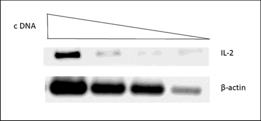 Cytokine mRNA levels of bovine PPD stimulated Peripheral Blood Mononuclear Cells measured by semi-quantitative RT-PCR. A representative picture is shown. The expression levels of mRNA were calculated as the ratio between the band intensity of cytokine mRNA an that of                       corresponding β-actin mRNA in the linear range.
