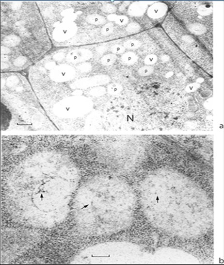 Cells of the growing point apical meristem. (a) General view; (b) segment of a cell at high                       magnification. Proplastids have no envelope and contain proplastid DNA (arrows). N, nucleus; P, proplastid; V, vacuole. Scale bar, (a) 1 mm; (b) 0.2 mm.