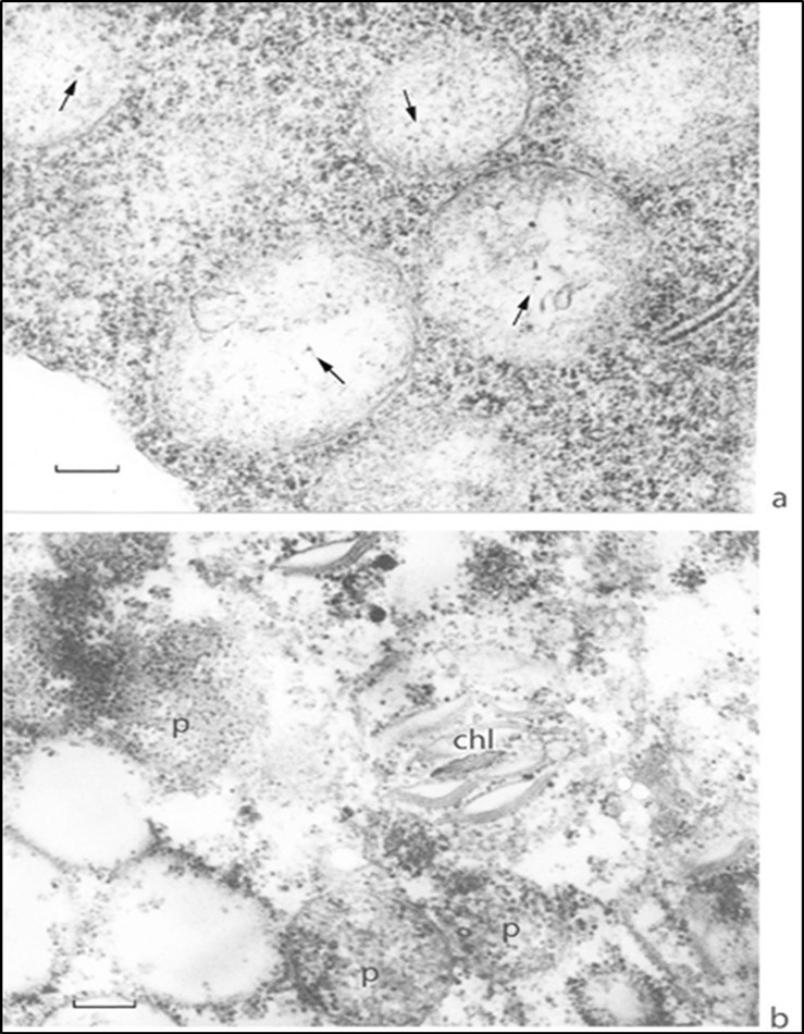 Segments of apical meristem cells at high magnification. (a) Proplastids are enclosed by an open one-membrane envelope and contain DNA plastid filaments; (b) proplastids                 contain ribosomes in the matrix and envelope-free juvenile chloroplast. Proplastid, p; juvenile chloroplast, chl. Scale bar, 0.2 mm. DNA is indicates with arrows.