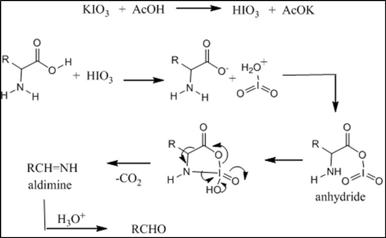 Mechanism for the oxidation of amino acid.