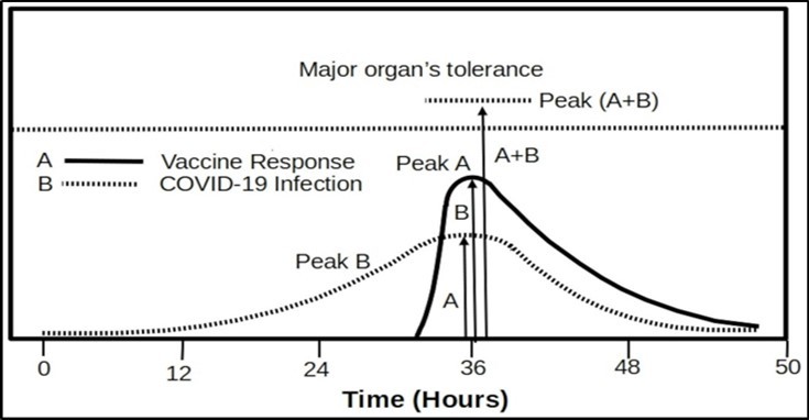 When the peak of the vaccine response (A) and peak of COVID-19 infection                      (B) hap- pen to be in overlap, they will generate much severer adverse reactions indicated as Peak A+B. The total burden may exceed what the heart could tolerate and thus cause death.