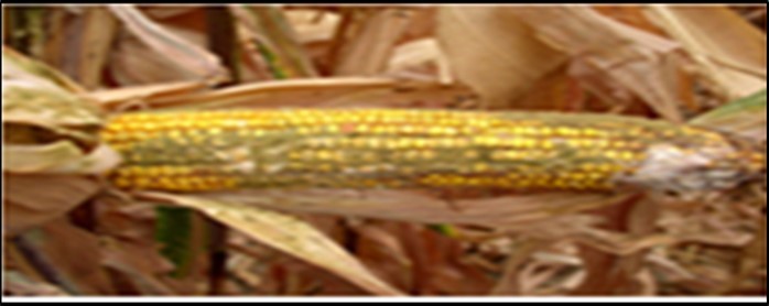Contaminated maize with aflatoxin