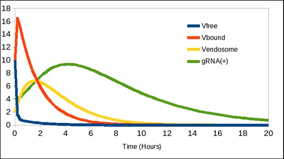 The free virions Vfree decreases as binding to ACE2, and are generated gRNA(+).