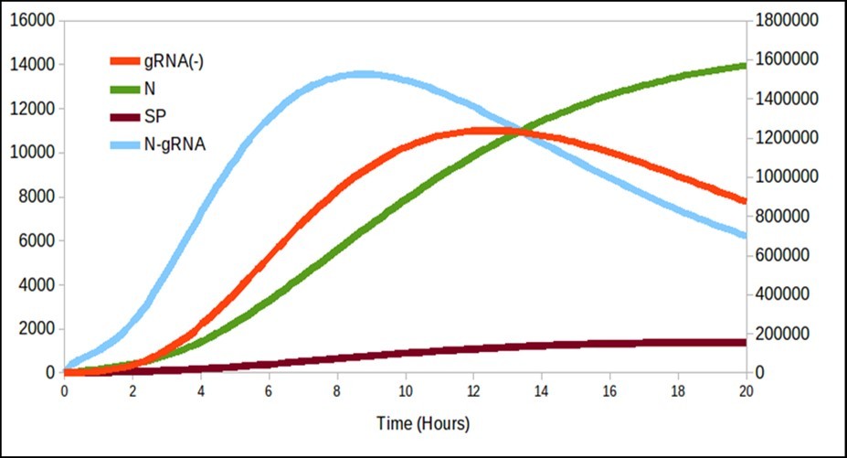 It is interesting to note that there is a production of N over time even though it                      decreases gRNA_.
