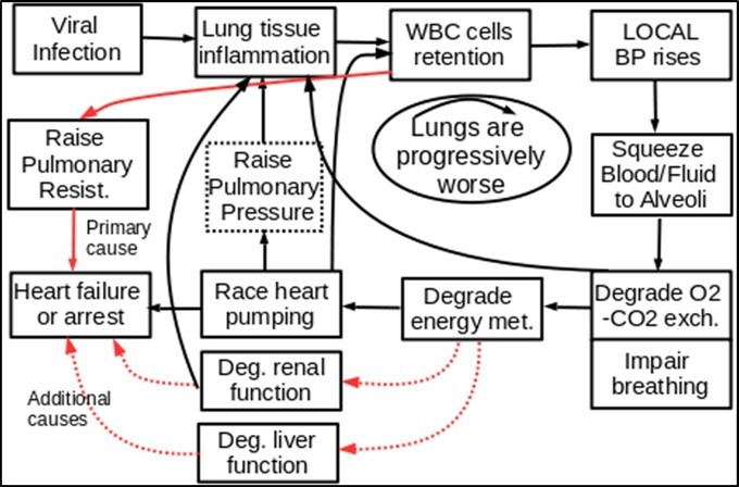 It Shows how the virus-triggered WBCs retention can impair          other vital organs such as liver, heart and kidneys, resulting in final heart              failure or multiple organ failure.
