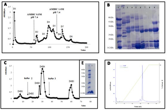 Purification steps of BaMtox from Bothrops alternatus snake venom.                                            (A)Chromatographic profile of crude venom by ion exchange on a DEAE Sephadex A-25 column. The column was equilibrated 0.05M AMBIC buffer. The elution occurred with the same buffer and linear gradient of 0.05 to 1.0M. (B) Electrophoresis in polyacrylamide gel 12% SDS-PAGE. Lines: (1) Molecular marker. (2-9): D1 to D8 fractions, respectively. (C) Rechromatographic   profile of D4 fraction on a Benzamidine Sepharose 6B column. The column was equilibrated with 0.05M Tris–HCl pH 7.6, and the elution was 0.05M Tris–HCl pH 7.6, 0.05M Tris–HCl pH 7.6 plus 1M NaCl and 0.02M Glycine pH 3.2. (D) Rechromatografic profile on a RP-HPLC system  using a Shimadzu C18  column of fraction D4B4. The column was previously equilibrated with solvent A (trifluoroacetic acid 0,1%), and eluted with a concentration gradient of solvent B (70%                        acetonitrile, 0.1% trifluoroacetic acid) of 0-100%. (E) Electrophoresis in polyacrylamide gel 12% SDS-PAGE. Lines: (1) Molecular marker. (2) BaMtox (20mg), respectively.