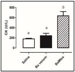 Myotoxic activity induced by Bothrops altenatus snake venom and BaMtox. Balb/c male were injected intramuscular route with (25μg/50μL) venom or (50μg/50μL) BaMtox. The negative control                animals were injected with saline (50μL) by the same route. After 3h, the level of plasmatic creatine kinase was measured. Results are reported as mean ± SD (n = 4). (a) Absence of statistical difference compared to negative control. (b) Statistically significant increase in relation to negative and positive controls, p < 0.05; t-test.