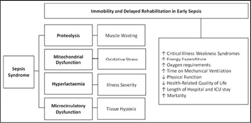 Impact of delayed ICU rehabilitation in early sepsis. This diagram illustrates the sequential impact of delayed rehabilitation for patients with sepsis as a result of the          inflammatory process and the detrimental short and long –term out comes.
