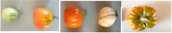 Some morphotypes of Solanum aethiopicum L. cultivars