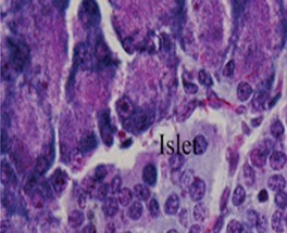 Photomicrograph of the pancreas from DEE rats showing preserved normal pancreas            histoarchitecture (H &E stain X400 magnification)