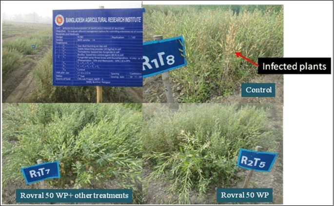 Experimental field view of integrated management of white mold disease of mustard at RARS, Burirhat, Rangpur and white mold disease symptom in control plot and disease free plot in the field
