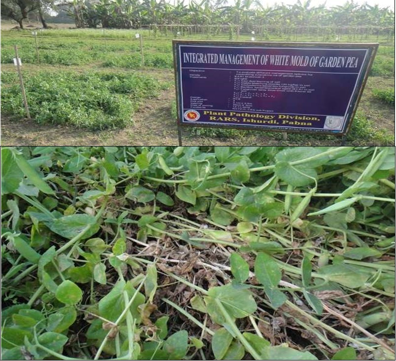 Experimental field view of integrated management of white mold disease                  garden pea at RARS, Ishurdi, Pabna and white mold disease symptom in the field