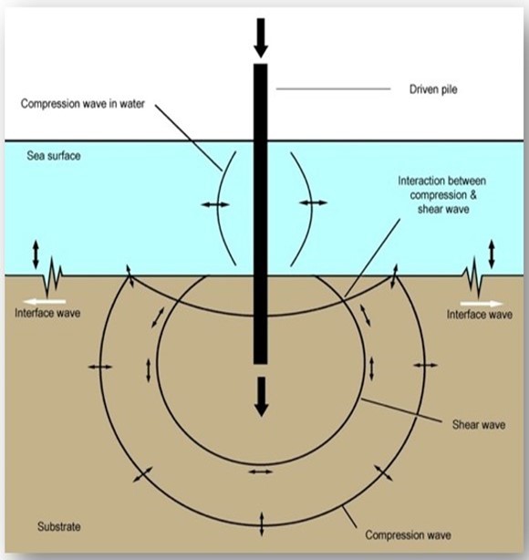 (Drawn by me): Pile driving, where a strong and rigid pile is banged from above, resulting in sound propagation through the seabed as well as through the water. Pile driving is used for construction work close to the shore and also within the sea. Below-ground impact produces compression waves which                   propagate outwards. Shear waves and interface waves are also produced. Propagation velocities are highest for the compression waves, intermediate for shear waves, and lowest for interface waves. As the waves propagate away from the pile they begin to separate. In addition, they can decay at different rates but this decay is frequency dependent. Interface waves at the lower frequencies may dominate substrate                   transmission at long distances, showing the least attenuation