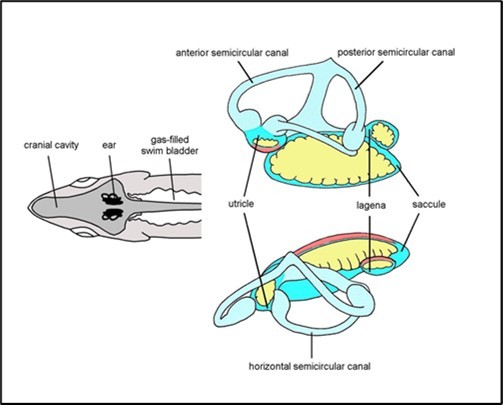 (Drawn by me): The otolith organs of a fish, the cod. Each otolith (yellow) is a heavy calcareous lump, sitting on a membrane (pink) of sensory hair cells. The head of the fish is moved by the particle      motion but the dense otoliths tend to move less,                resulting in motion of the sensory hair cells. The hair cells in different parts of the air are orientated in            different directions.