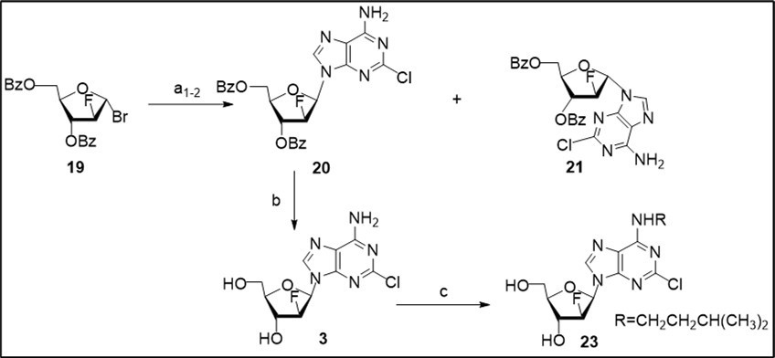 Synthesis of clofarabine 3 and its N6-alkylated analogue 23 from the glycosyl                bromide 19. Reagents and conditions: a1) bromide 19, K-salt of 2-ClAde generated with                     t-BuOK in 1,2-DME in the presence of 1.6 equiv anhydrous KBr, CH3CN, rt, 18 h, 45-48% 20, 16%, 21; a2) bromide 19, K-salt of 2-ClAde generated with t-BuOK in 1,2-DME in the presence of 1.5 equiv anhydrous KBr, CH3CN/CH2Cl2 (2:1), rt, 55 h, 55% 20, 18% 21; b) 20, NH3/MeOH, rt, 78%; c) 3, t-BuOK, DMSO, (CH3)2CHCH2CH2OMs (22), 89-90 0C, 90 min, 23, 73% taking into account of recovery of the starting nucleoside.