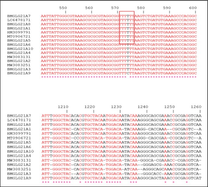 Part of the multiple alignment of the gene sequences encoding the 16S rRNA of the              identified strains and the homologs sequences from the databases.
