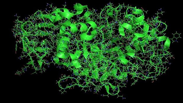 Stick model of alpha amylase. 29