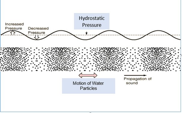 Underwater sound is made up of two elements: There are waves of compression and rarefaction – the Hydrostatic Sound Pressure. But in addition, Particles of the water are alternately forced together and then apart – the Particle Motion. Marine Mammals are sensitive to the Sound Pressure. However, Fishes and Invertebrates mostly detect the Particle Motion, although a few fishes are able to detect the Sound Pressure