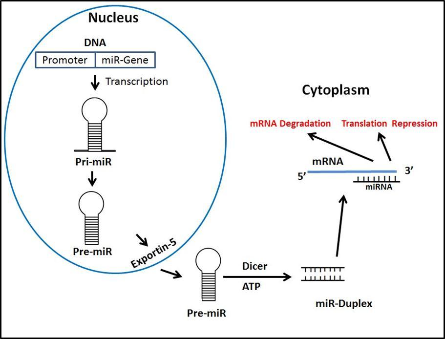 Schematic representation of MicroRNA biogenesis.