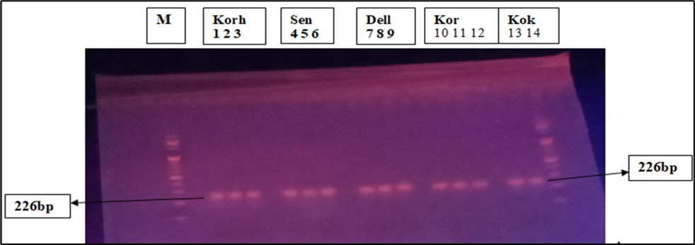 PCR products of common Bt maize gene.