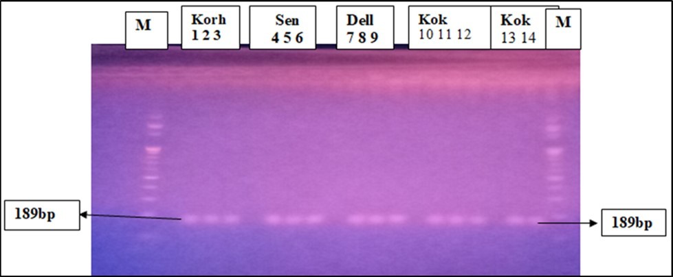 PCR products of Bt-11 specific genes.