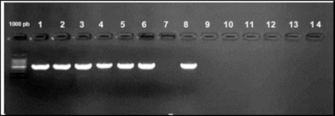 Agarose gel electrophoresis showing amplification of iroN gene (553bp) Lane 1-6, 8:  positive samples. Lane 7, 10-14: negative samples