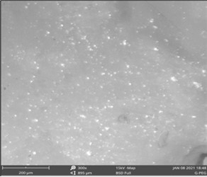 Scanning electron microscopy of Gum Arabic-graft-polyethylene glycol