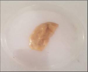 First day of incubation of gum Arabic-graft-polyethylene glycol before degradation