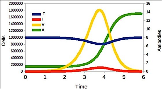 Immune response generated by target cells (T), cells infected (I) by SARS-CoV-2 virions (V), and antibodies generated and denoted as A.